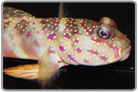 Pink Spotted Watchman Goby